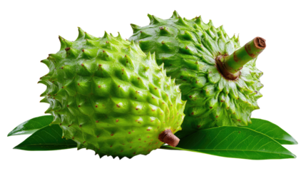Soursop's Freshness: Showcase two fresh soursops in their prime, complemented by verdant leaves, inviting viewers to explore a tropical delight.