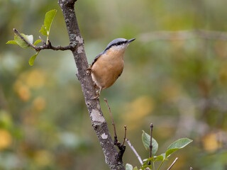 Nuthatch, Sitta europaea, bird, nature, wildlife, animal, fauna, UK, British, Britain
