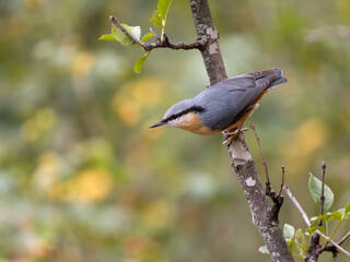 Nuthatch, Sitta europaea, bird, nature, wildlife, animal, fauna, UK, British, Britain
