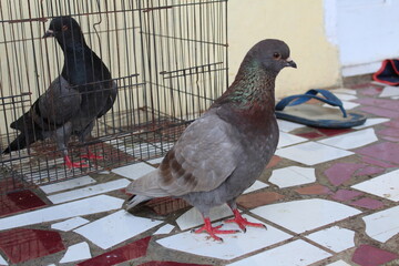 pigeons in the park