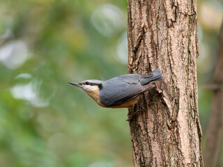Nuthatch, Sitta europaea