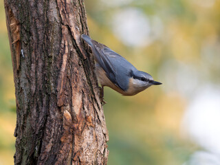 Nuthatch, Sitta europaea