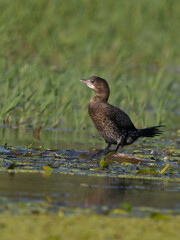 Pygmy cormorant, Microcarbo pygmaeus