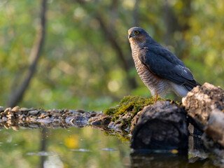 Sparrowhawk, Accipiter nisus