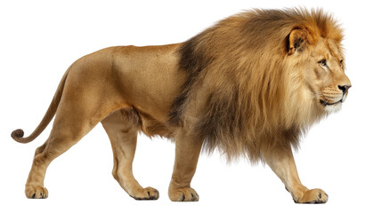 Obraz premium Majestic Lion in Stride: A powerful male lion strides confidently, its golden mane flowing in a display of regal dominance and untamed wilderness.