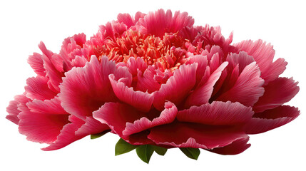 Velvet Peony in Bloom: A full, velvety peony unfurls in its peak bloom, radiating shades of pink and deep rose. the delicate petals and center, showing the exquisiteness of floral beauty