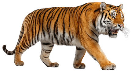 Majestic Tiger's Stride: A striking orange and black tiger in mid-stride, showcasing its powerful physique and focused gaze.