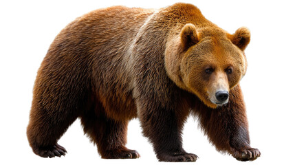 Majestic Brown Bear's Stance: A formidable brown bear confidently strides forward, showcasing its powerful build and rugged beauty in a moment of untamed wilderness. 