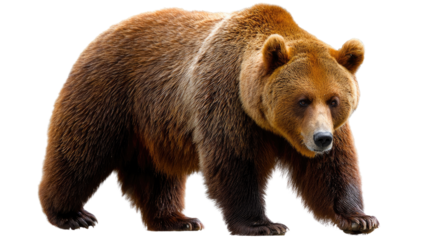 Majestic Brown Bear's Stance: A formidable brown bear confidently strides forward, showcasing its powerful build and rugged beauty in a moment of untamed wilderness. 