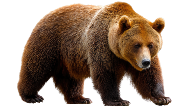 Majestic Brown Bear's Stance: A formidable brown bear confidently strides forward, showcasing its powerful build and rugged beauty in a moment of untamed wilderness. 