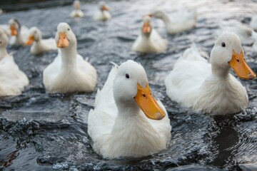 White ducks swimming in water