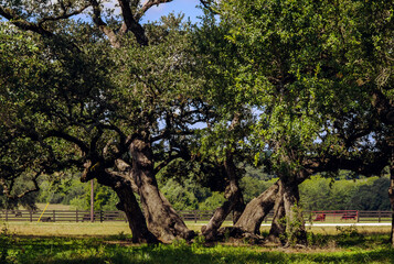 dramatic live oak trees in the park