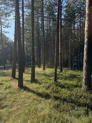 Obraz premium Tall pine tree trunks in a forest, warm sunlight, with fresh green grass at the bottom, natural scenic woodland background