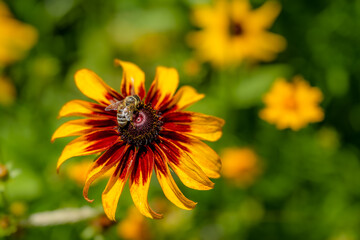 yellow flower