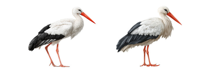 Set of a stork isolated on transparent background.