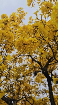 Majestic Yellow Ip&ecirc; Tree in Full Bloom &ndash; Vibrant Nature Landscape.