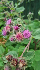 Bumblebee pollinates a flower of burdock in the garden. Close-up, selective focus