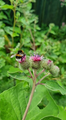 Bumblebee pollinates a flower of burdock in the garden. Close-up, selective focus