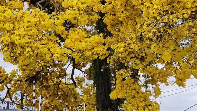 Majestic Yellow Ip&ecirc; Tree in Full Bloom &ndash; Vibrant Nature Landscape.