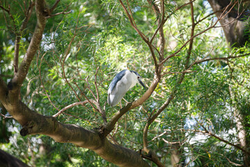 Hidden Elegance: Egret Among Sunlit Foliage