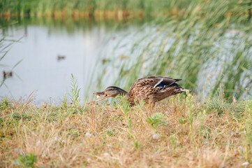 A duck in a city park, walking on the grass near a pond.