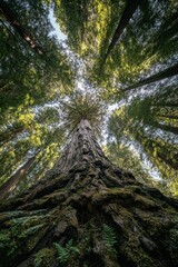 Fototapeta premium Towering Redwood - A Majestic View from the Forest Floor.