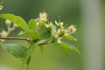 Deutzia parviflora, called Thinleaf Gogwangnamu in Korea, is a 1–3m deciduous shrub. It grows along sunny mountain slopes and valleys, blooming with clusters of white flowers in spring.