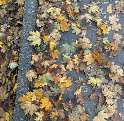 Close-up view of an asphalt road with a curb covered in bright yellow autumn leaves, seasonal fall background with natural outdoor atmosphere