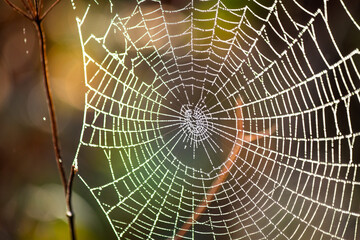 Spider webs are nature's works of art. Dew drops on spider web. Early foggy morning. Animals hunting methods idea concept.