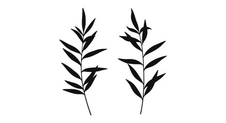 Elegant silhouette of two willow branches displaying delicate lanceolate leaves against a white background