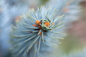 Macro photograph capturing fine details of a blue spruce tree branch