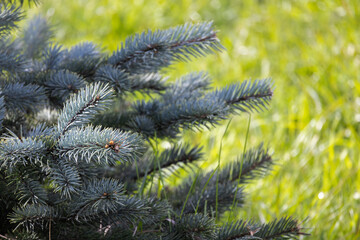 Bright blue spruce tree branches captured in striking detail