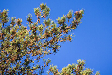 A lush pine tree branch stands prominently against a clear blue sky
