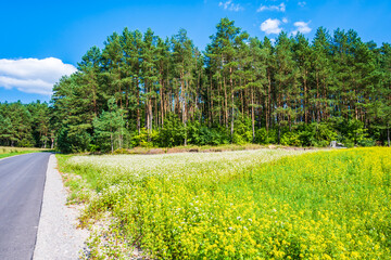 Idyllic road leading to green forest on sunny summer day, Roztocze region, Poland