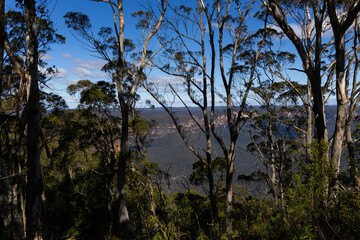 Tree view at Mount Bank summit, Blue Mountains, Australia.