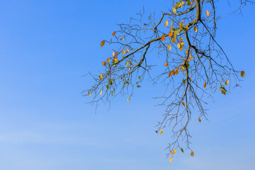 Bare tree branch with autumn leaves against blue sky