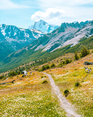 Naklejka premium the trail