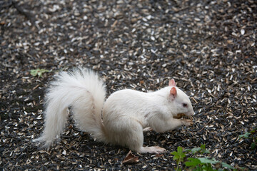 Albino squirrel looking for seeds on ground