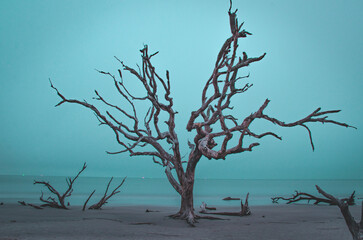 driftwood beach