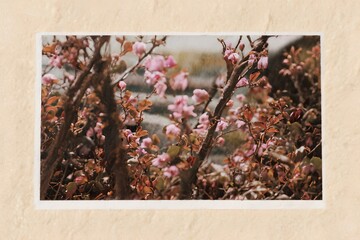 Delicate Pink Blossoms Adorn Spring Branches in Garden