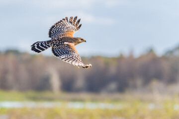 hawk in flight