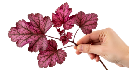 crimson heuchera a hand offers autumns embrace, symbol of natures resilience and quiet beauty, isolated on transparent background