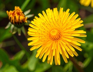 Close-up of vibrant yellow dandelion