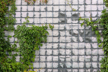 Green ivy climbing on modern grid wall. Lush green ivy climbs a structured metal grid wall,...