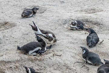 Obraz premium penguin