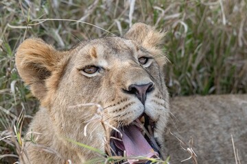 lion