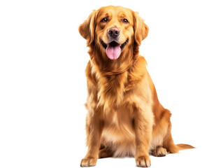 Obraz premium Sitting pet dog isolated, happy smiling pet dog sitting on the ground, pet dog portrait, isolated on a transparent background, professional pet photography