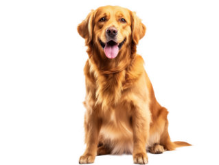 Sitting pet dog isolated, happy smiling pet dog sitting on the ground, pet dog portrait, isolated on a transparent background, professional pet photography