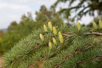 Fresh cones of a green cedar tree.