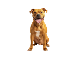 Sitting pet dog isolated, happy smiling pet dog sitting on the ground, pet dog portrait, isolated on a transparent background, professional pet photography